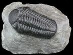 Detailed, Pedinopariops Trilobite - Mrakib, Morocco #50548-1